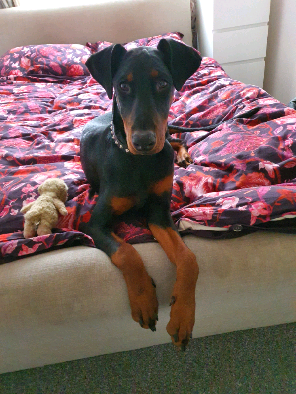 doberman gumtree